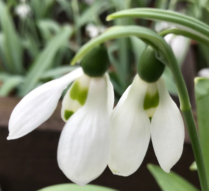 Galanthus 'Jonathon'